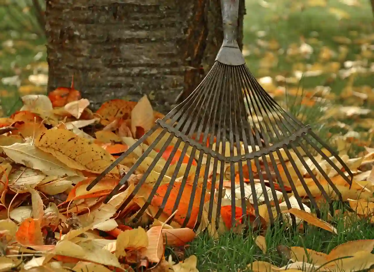 Fall leaves raking